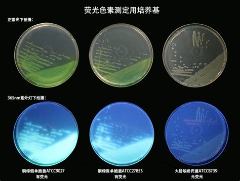 荧光色素测定用培养基 微生物图片 青岛海博生物