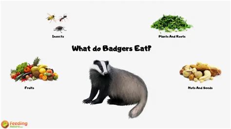 What Do Badgers Eat - Feeding Nature