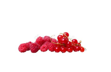 Branches Of Berry Red Currants Isolated On A White Background Stock