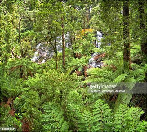 41 Triplet Falls Stock Photos, High-Res Pictures, and Images - Getty Images