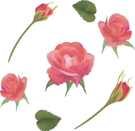 Vector De Flores Dibujadas A Mano Png Pintado A Mano Flores Frescas Vector Png Y Vector Para