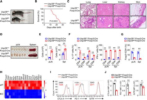 Lactate Modulates Rna Splicing To Promote Ctla Expression In Tumor