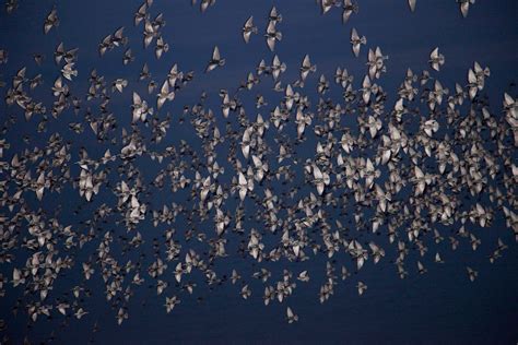 Rinko Kawauchi