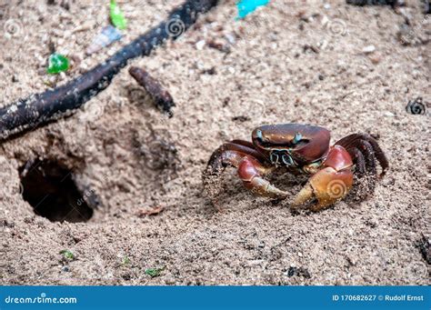 Spider Crab Neosarmatium Meinerti In The Mangroves On Curieuse