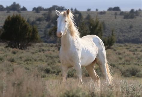 15 White Horse Breeds You Should Know - Seriously Equestrian