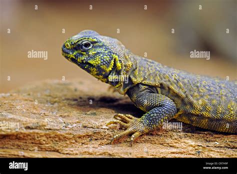 North African Spiny Dabb Lizard Uromastyx Acanthinurus Stock Photo Alamy