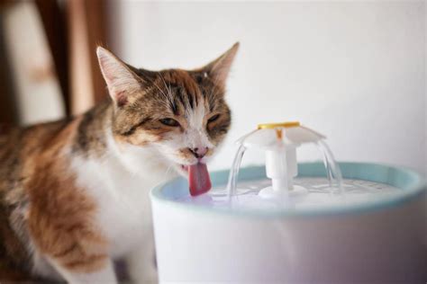 How To Clean Cat Water Fountain Some Easy Tips