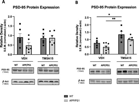 The Effect Of Tm A On Postsynaptic Density Psd Protein