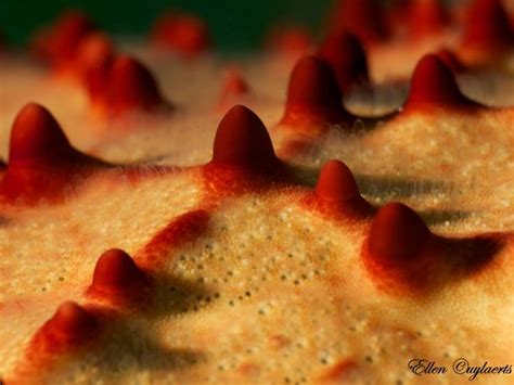 Sea Star Super Macro Sea Star Macro Underwater Creatures