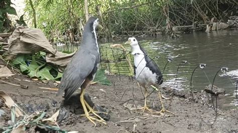 JERAT BURUNG RUAK RUAK DI PINGGIRAN SUNGAI YouTube