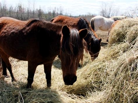 Horse Farms In Maine, Want One?