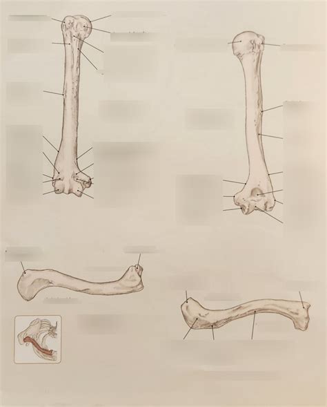 Bony Landmarks Of The Shoulder And Arm The Humerus And Clavicle