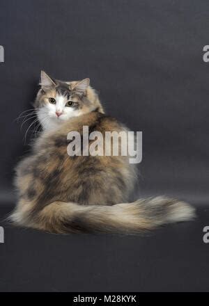 Blue Norwegian Forest Cat Female Sitting Sideways Stock Photo Alamy