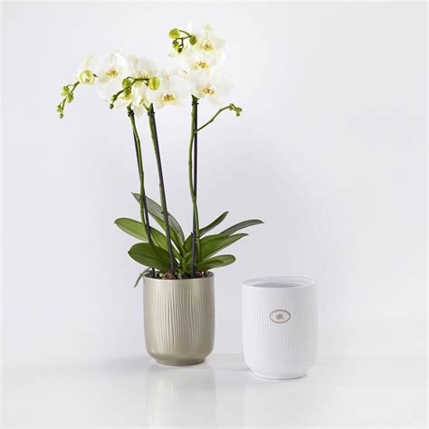 Falun Glamour Orchideenvase Soendgen Keramik