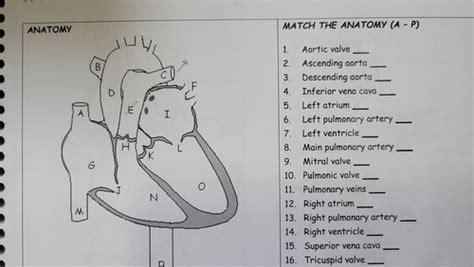 Echocardiography Chapter 1 Flashcards Quizlet