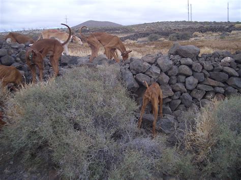 La Caza En Canarias Sobrepasado Las Lecturas Las Infracciones