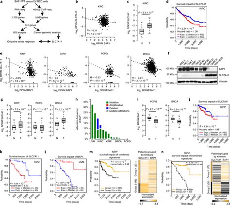 Cancer Genomic Analyses Link Slc A To Bap Mediated Tumour