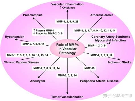 基质金属蛋白酶（mmps）种类及功能 知乎