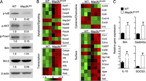 Tak1 Regulates The Activities Of Nf κb And Akt Foxo Signaling And The