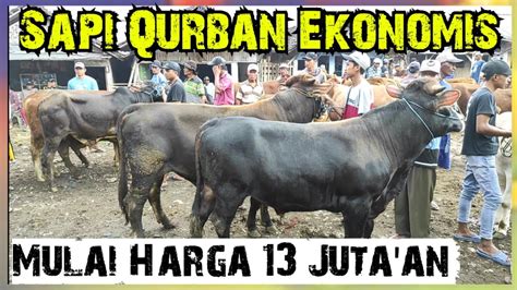 Mulai Juta An Sapi Siap Qurban Pasar Glenmore Banyuwangi Jatim