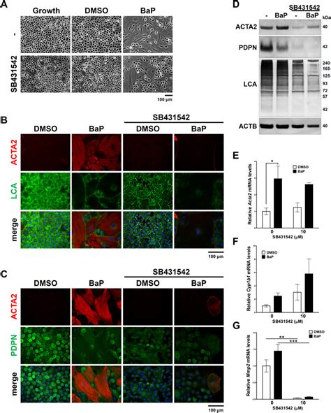 Blockade Of Tgf Signaling With Sb Attenuates Bap Induced Acta