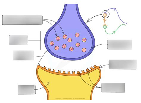 Synapses Diagram Quizlet