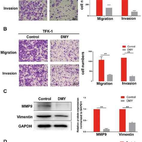 Dihydromyricetin Inhibits Cell Migration And Invasion In Download