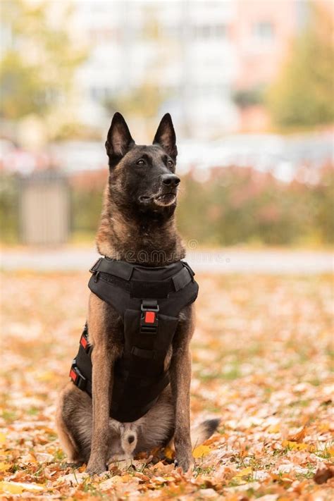 Dog Armor Dog In A Bulletproof Vest Belgian Shepherd Malinois