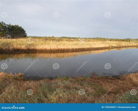 View Of A French Swamp Stock Image Image Of France 195255029