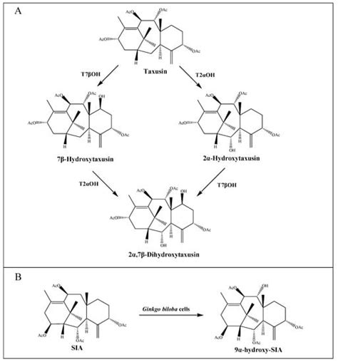 Recent Research Progress In Taxol Biosynthetic Pathway And Acylation Reactions Mediated By Taxus