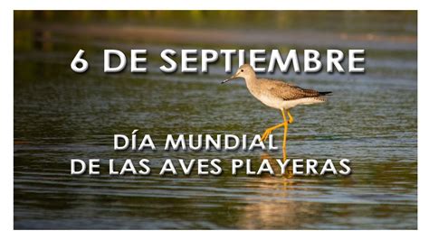 De Septiembre D A Mundial De Las Aves Playeras Especial De