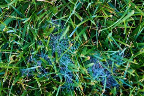 Brown Patch Disease How To Prevent And Treat Brown Patch Fungus Lawn Phix