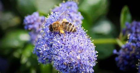 California Lilac Growing & Care - The Garden Magazine