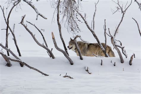 The Hard Life of a Yellowstone Wolf (U.S. National Park Service)