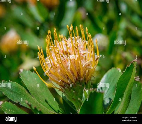 Leucospermum Veldfire Hi Res Stock Photography And Images Alamy