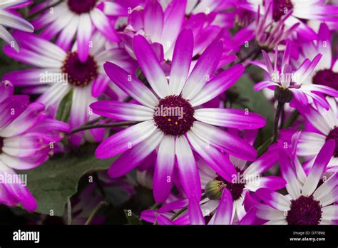 Senetti Magenta Bicolor Flower Cineraria Stock Photo Alamy