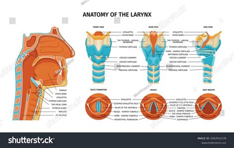 Larynx Anatomy Composition Anatomic Views Various Stock Vector Royalty