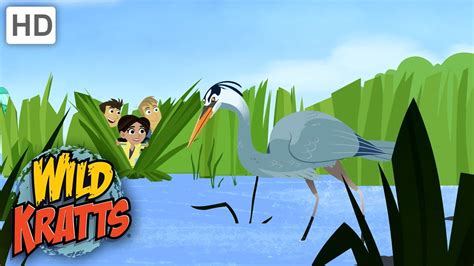 Wild Kratts Looking For Herons Birds Youtube