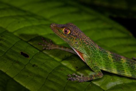 Purple Anole From Parque Nacional Natural Utr A Nuqui Choc Co On