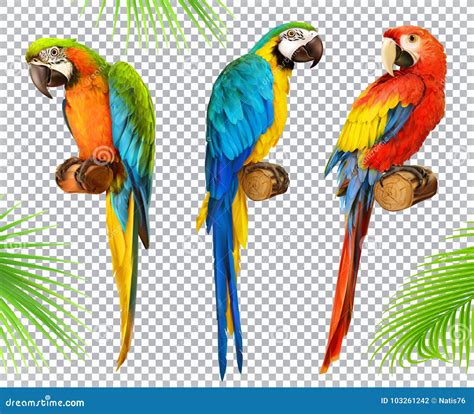 Ara Parrot Macaw Photo Realistic Vector Icon Stock Illustrations