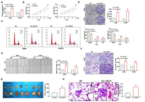 Circular Rna Celf Drives Immunosuppression And Anti Pd Therapy