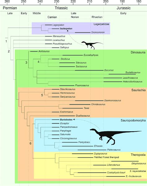 Time Calibrated Phylogeny Of Early Dinosauromorphs Download Scientific Diagram