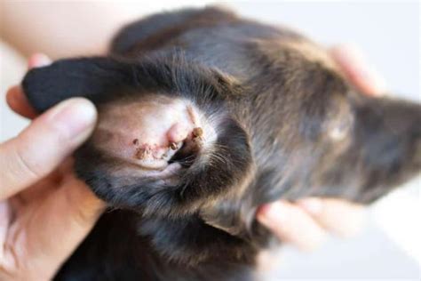 Cachorro coçando muito as orelhas o que significa CAUSAS e TRATAMENTOS