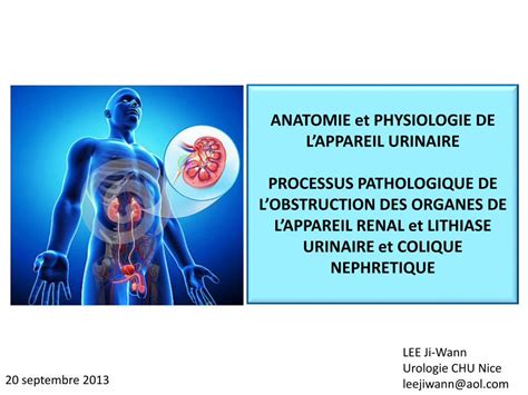 Pdf Anatomie Appareil R Nal Et Urinaire Pdf Filelee Ji Wann