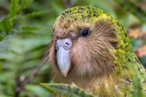 Sirocco: The celibate spokesbird worth $80,000 | RNZ News