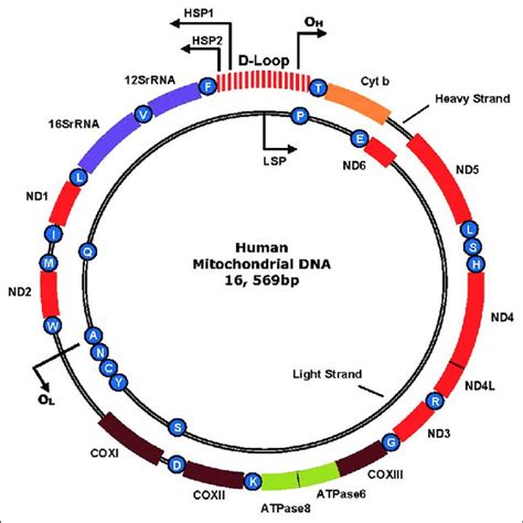 Structure Of A Mitochondrion And The Human Electron Transport