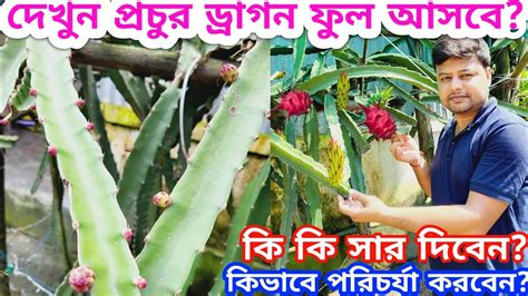 🌵🔥ড্রাগন গাছে ফুল আসার পর পরিচর্যা ও সার প্রয়োগ । Dragon Gardening