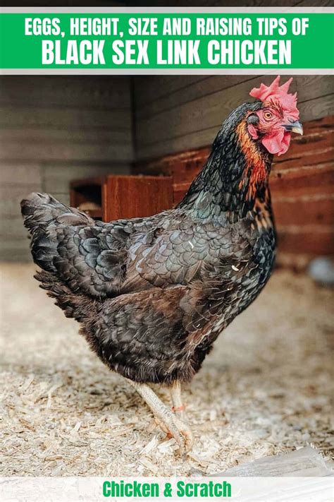 Black Sex Link Chicken Eggs Height Size And Raising Tips