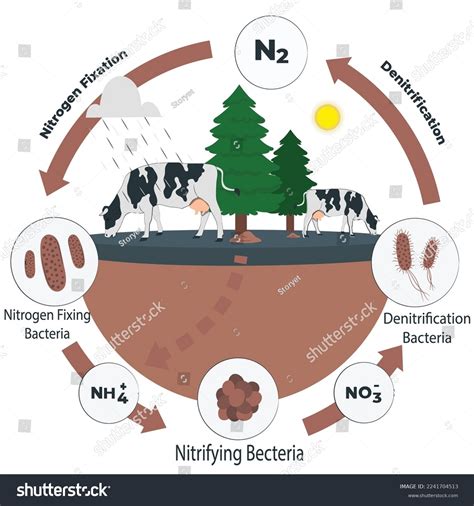 Nitrogen Cycle Vector Illustration Labeled N2 Stock Vector Royalty