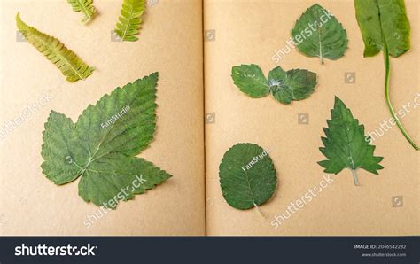 Herbarium Sheet Details Images Stock Photos Vectors Shutterstock